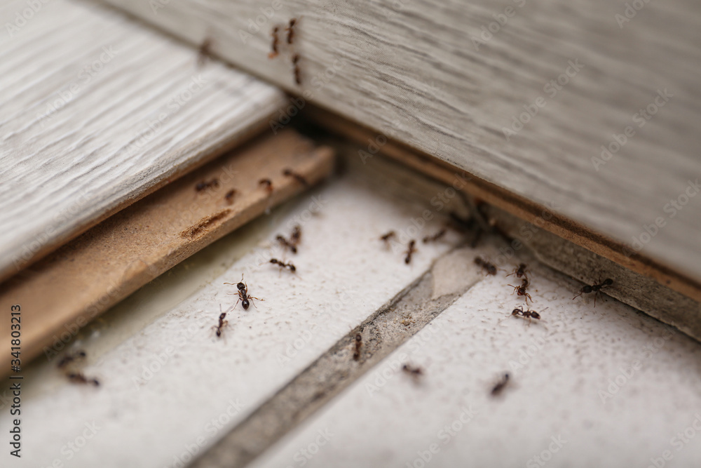 How Homeowners Can Keep Ants, Spiders, and Rodents Out Year-Round