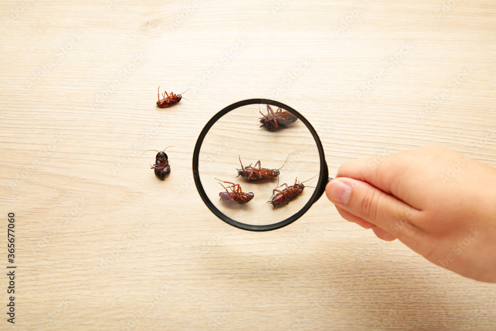 7 Signs You May Have a Pest Infestation